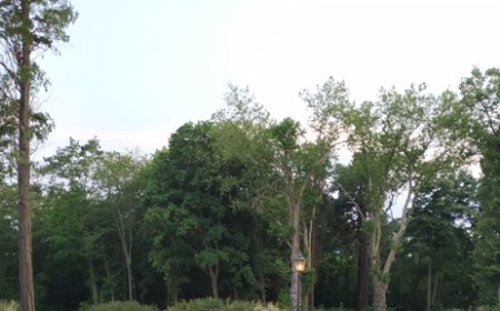 The Moving Magical Trees