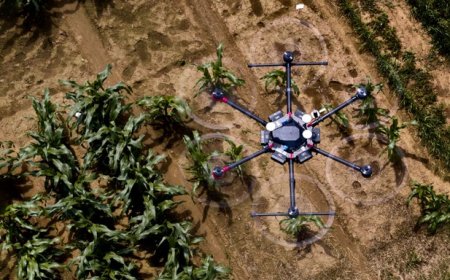 AI shows how crops develop: Tool developed at Uni Bonn