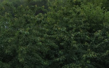 The Enchanted Forest
