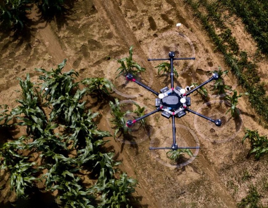 AI shows how crops develop: Tool developed at Uni Bonn