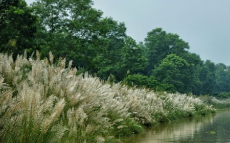 শুভ্র কাশফুলের মায়ায় বাকৃবি ক্যাম্পাস