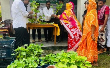 বন্যায় ক্ষতিগ্রস্তদের মাঝে বিনামূল্যে সবজির চারা বিতরণ