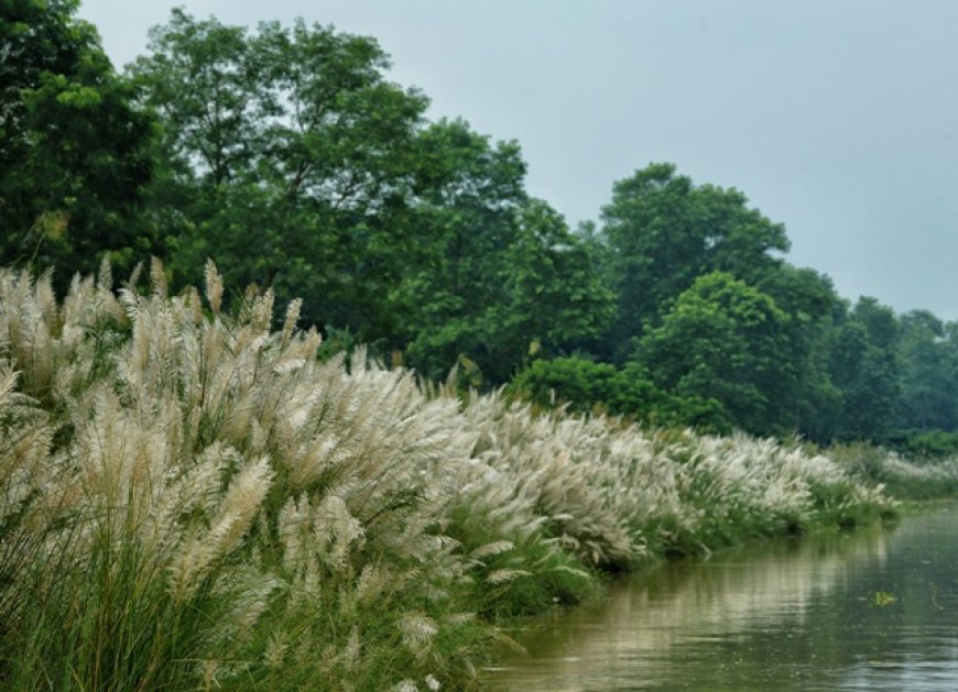 শুভ্র কাশফুলের মায়ায় বাকৃবি ক্যাম্পাস