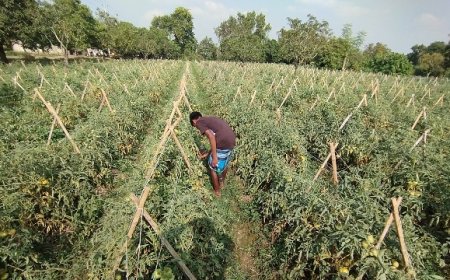 প্রথমবারের মতো ২৫টি 'অধিক বিপদজনক বালাইনাশক' চিহ্নিত