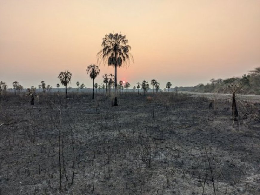 Giant Banks Funding Companies Responsible for Deforestation in Gran Chaco 