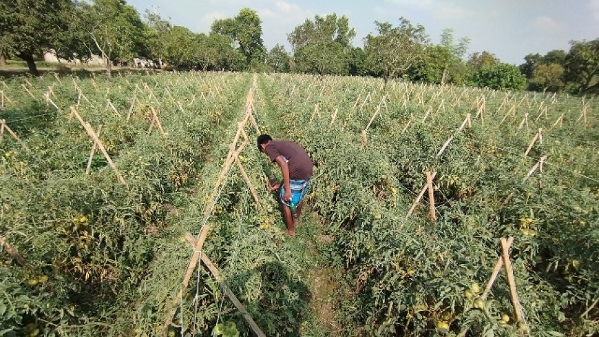 মালচিং পদ্ধতিতে টমেটো চাষে ভাগ্য বদলের স্বপ্ন কৃষকদের