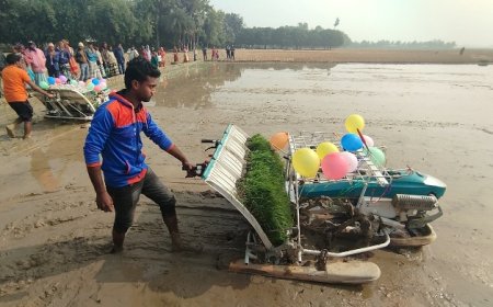 সমলয় পদ্ধতিতে ধান চাষ কৃষিতে নতুন সম্ভাবনা