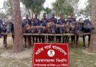 চাঁপাইনবাবগঞ্জে সীমান্তে দশটি ভারতীয় মহিষ জব্দ