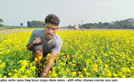 সয়াবিন তেলের বিকল্প হিসেবে বেড়েছে সরিষার চাষাবাদ