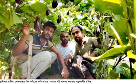 কৃষি কাজে তিন ভাইয়ের সাফল্য, মাসিক আয় লাখ টাকা