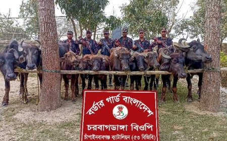 চাঁপাইনবাবগঞ্জে সীমান্তে দশটি ভারতীয় মহিষ জব্দ