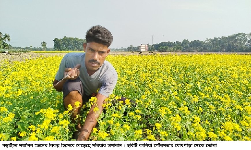 সয়াবিন তেলের বিকল্প হিসেবে বেড়েছে সরিষার চাষাবাদ