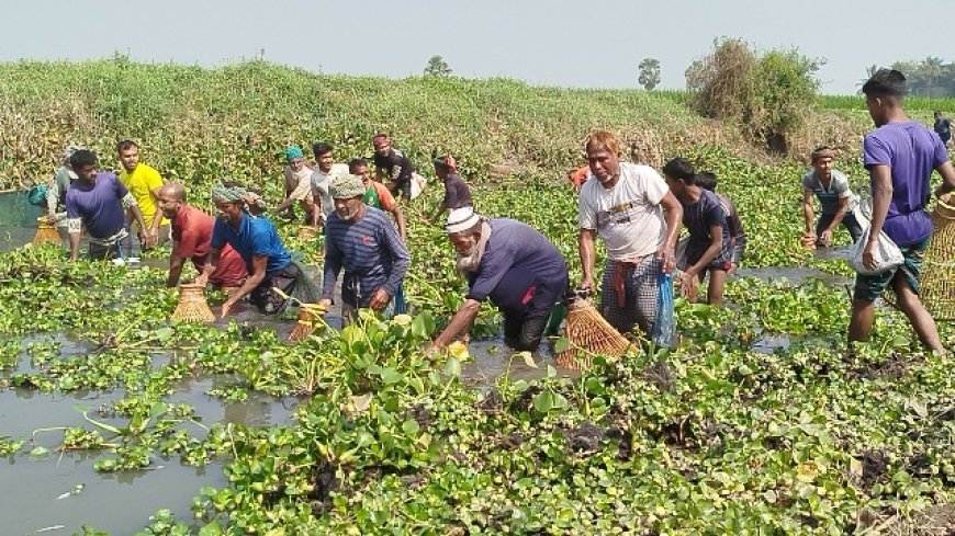 নড়াইলে ঐতিহ্যবাহী পলো উৎসবে মেতেছেন গ্রামবাসী