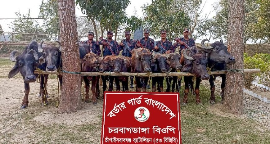 চাঁপাইনবাবগঞ্জে সীমান্তে দশটি ভারতীয় মহিষ জব্দ