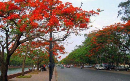 তোমাকে চাই