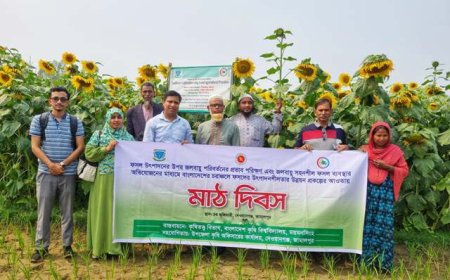 বাকৃবির গবেষণা - এক জমিতে তিন ফসল, কৃষকের মুখে হাসি