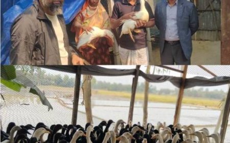 খামারিদের মাঝে জনপ্রিয় হয়ে উঠছে 'বাউ ডাক'