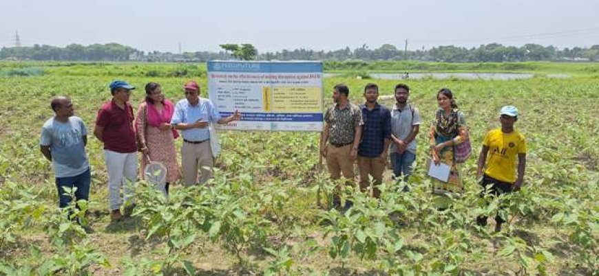 কম কীটনাশকে অধিক বেগুন উৎপাদন, বাড়বে লাভ