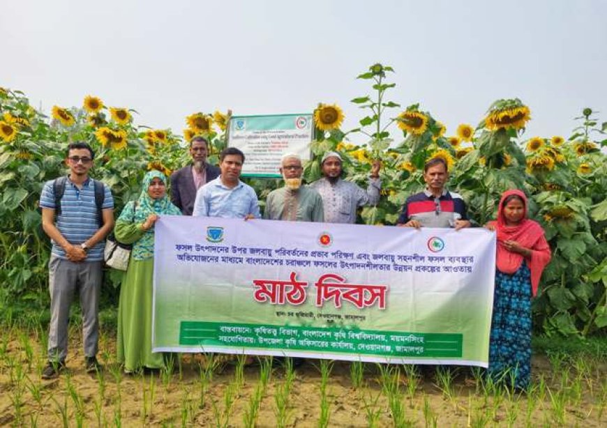 বাকৃবির গবেষণা - এক জমিতে তিন ফসল, কৃষকের মুখে হাসি