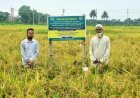 বোরো মৌসুমে নাইজারশাইল চাষে অধিক লাভের সম্ভাবনা
