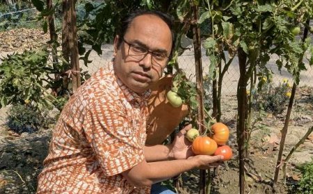 কীটনাশক ছাড়াই বাকৃবি উদ্ভাবিত ‘বাউ বিফস্টেক টমেটো-১’