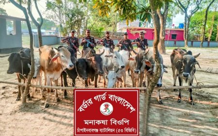 সীমান্তে চোরাচালানের সময় ভারতীয় গরু আটক