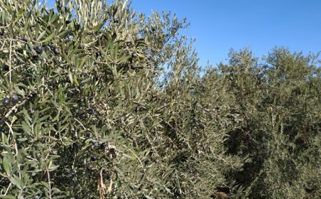 Spanish Traditional Olive Cultivation and Olive Testing in Granada