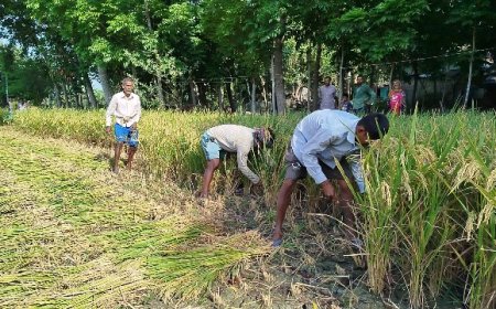 বিগত ১০ বছরের মধ্যে সবচেয়ে ভালো ফলন বলছেন কৃষকরা