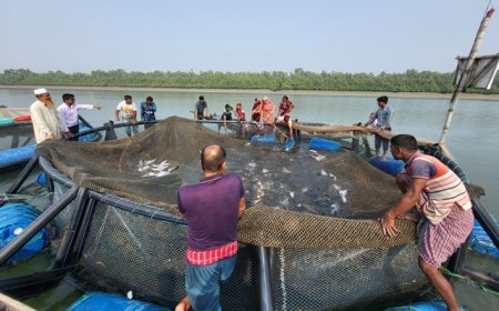 খাঁচায় কোরাল মাছ চাষে গবেষকদের যুগান্তকারী সাফল্য