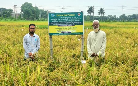 বোরো মৌসুমে নাইজারশাইল চাষে অধিক লাভের সম্ভাবনা
