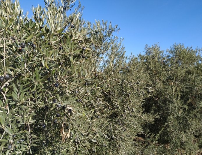 Spanish Traditional Olive Cultivation and Olive Testing in Granada 