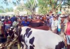 নড়াইলে কোরবানির জন্য প্রস্তুত ৫৪ হাজারের বেশি গরু-ছাগল