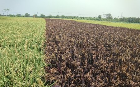 বেগুনি রঙের ‘দুলালী সুন্দরী’ চাষ করে ভাইরাল কৃষক রবিউল