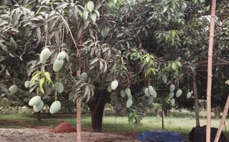 আগামী সপ্তাহে বাজারে আসছে চাঁপাইনবাবগঞ্জের আম