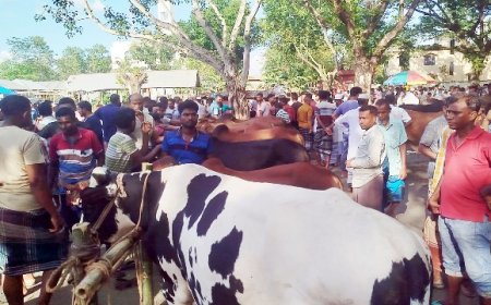 Safety Guidelines for Visiting Eid-ul-Adha Cattle Markets