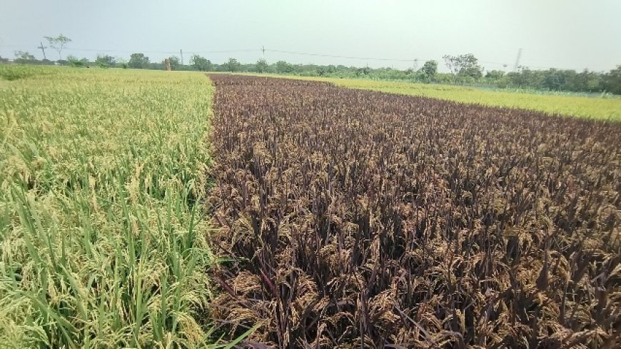 বেগুনি রঙের ‘দুলালী সুন্দরী’ চাষ করে ভাইরাল কৃষক রবিউল