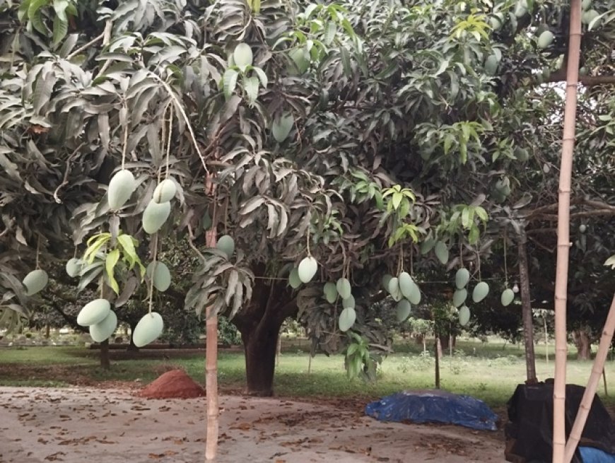 আগামী সপ্তাহে বাজারে আসছে চাঁপাইনবাবগঞ্জের আম