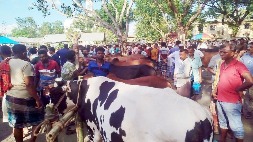 Safety Guidelines for Visiting Eid-ul-Adha Cattle Markets