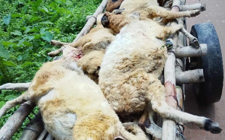 বাকৃবিতে রেললাইনে কাটা পড়ল গবেষণার ২২টি ভেড়া