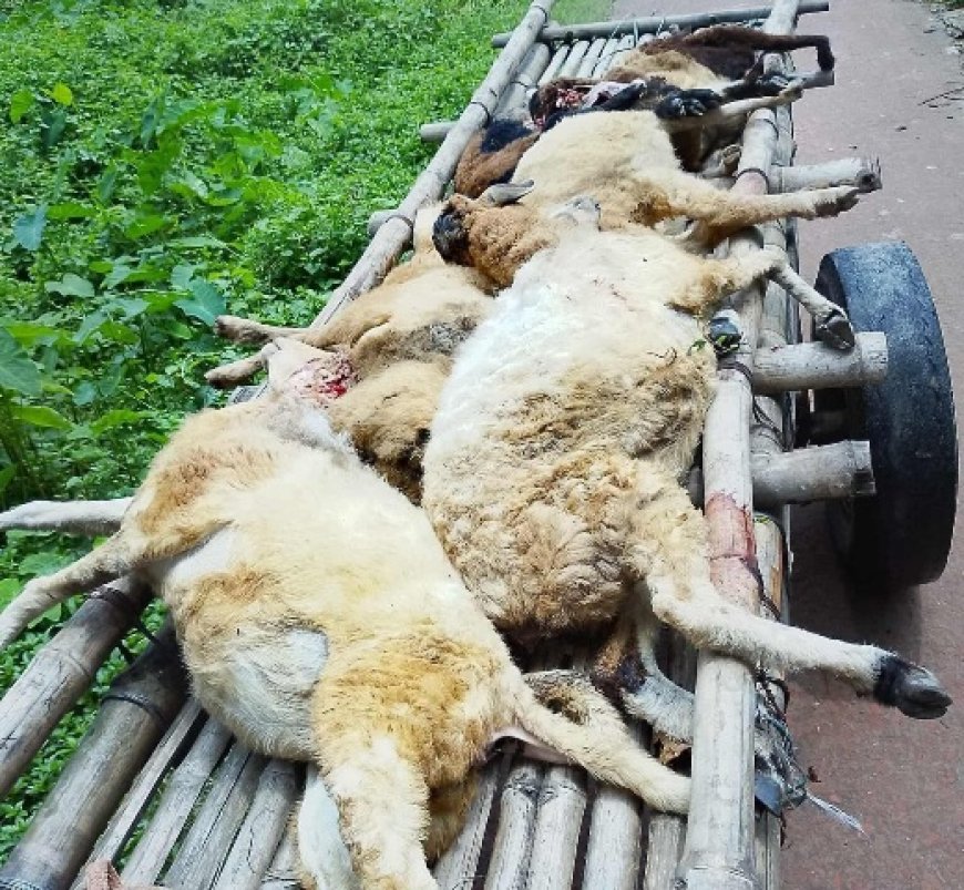 বাকৃবিতে রেললাইনে কাটা পড়ল গবেষণার ২২টি ভেড়া
