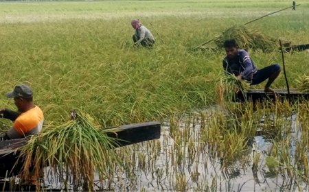 আউস ও আমন ধানের ব্যাপক ফলন, কৃষকের মুখে হাসি