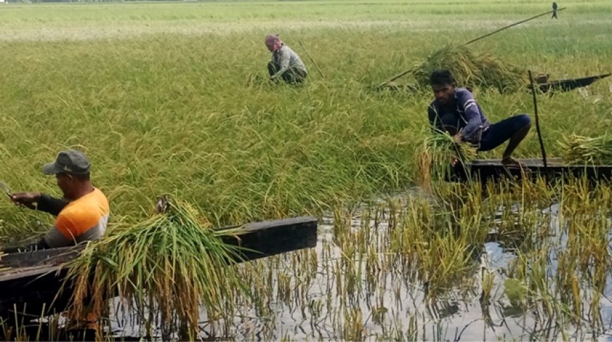 আউস ও আমন ধানের ব্যাপক ফলন, কৃষকের মুখে হাসি