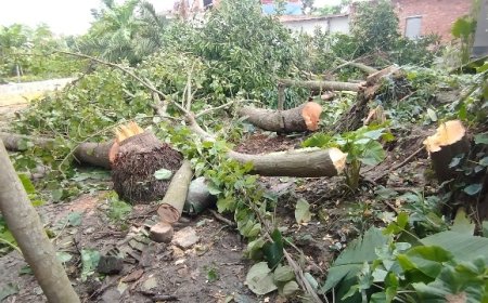 হিন্দু সম্প্রদায়ের বাড়ি দখল ও গাছ কেটে ফেলার অভিযোগ