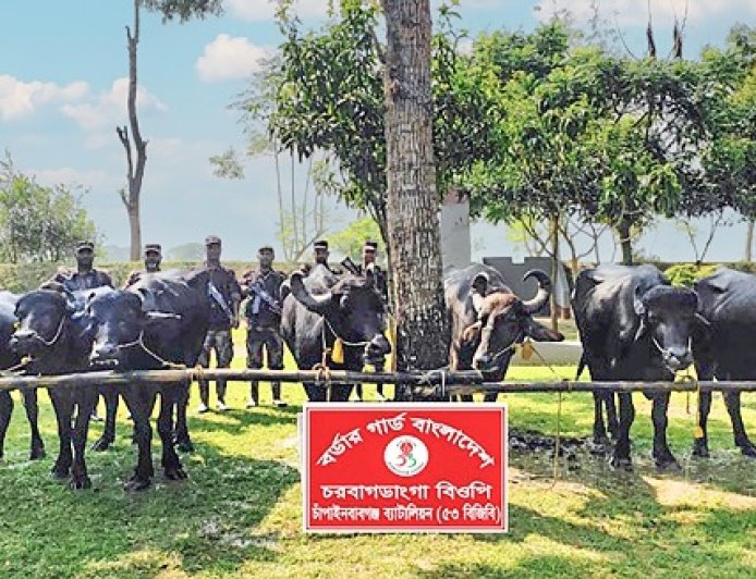 চাঁপাইনবাবগঞ্জে বিজিবির অভিযানে ৭টি ভারতীয় মহিষ আটক