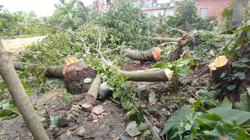 হিন্দু সম্প্রদায়ের বাড়ি দখল ও গাছ কেটে ফেলার অভিযোগ