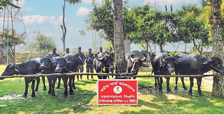 চাঁপাইনবাবগঞ্জে বিজিবির অভিযানে ৭টি ভারতীয় মহিষ আটক