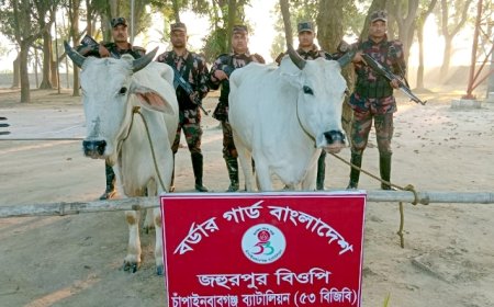 চাঁপাইনবাবগঞ্জ সীমান্তে অস্ত্র, মাদক ও গবাদিপশু উদ্ধার