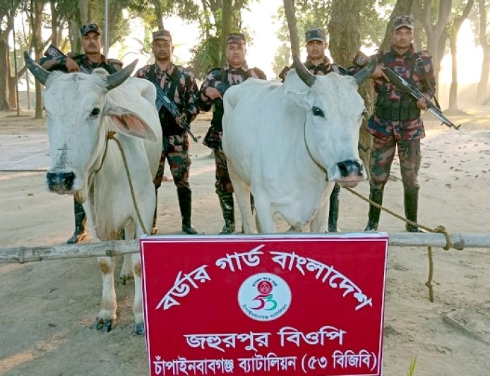 চাঁপাইনবাবগঞ্জ সীমান্তে অস্ত্র, মাদক ও গবাদিপশু উদ্ধার