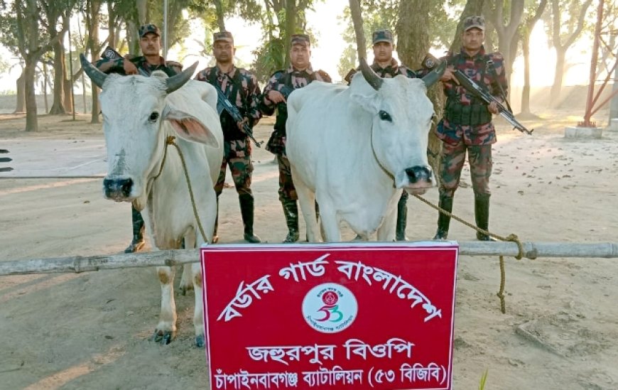 চাঁপাইনবাবগঞ্জ সীমান্তে অস্ত্র, মাদক ও গবাদিপশু উদ্ধার