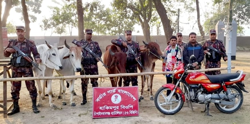 সীমান্তে দুই ভারতীয় গরু চোরাকারবারিসহ আটক ৫